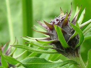 ��ţ������Щ��Ч ��ţ��������ʪ�Ĺ�Ч