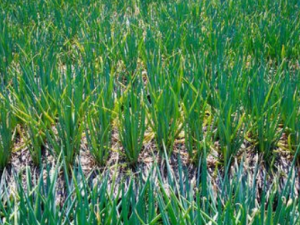 �������Щ��Ч ���