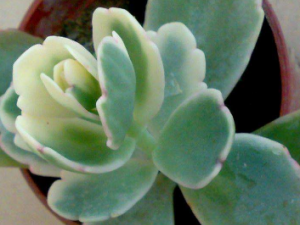 Ҷ٤ЩЧ Ҷ٤˵ⶾѪ