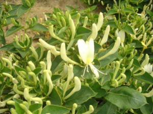 ��������ľ����Щ��Ч ��������ľ�����Ƹ�ð���ȷ�����ʹ