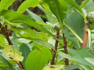 ���ܻ��Ĺ�Ч��ʳ�÷��� ���ܻ�����ǿ����������