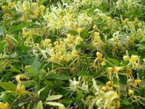 ������������Щ��Ч �������ٹ����������Ƚⶾͨ��