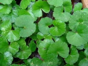 ׹ĹЧ ֹܽкʪҲܽⶾ