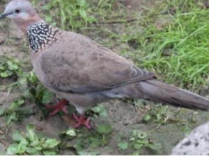 ���ľ����Щ��Ч���� ���ľ�����ֹ��