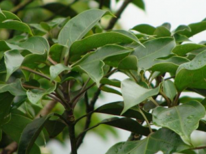 ���ɵĹ�Ч���� ����������ʪ����Ѫ�Ĺ�Ч