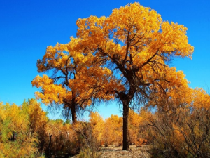 ＾ҪעЩϸ ôܽĶȹʱ