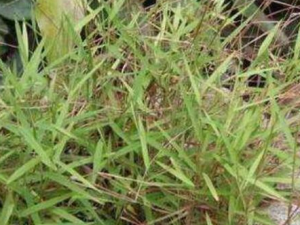 ��˿�ݵĹ�Ч������ ��˿�ݿ���Ԥ����Ѫ�� ��˿�ݻ�����Щ������