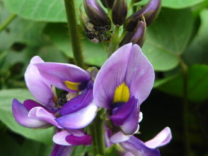 ������������빦Ч ����������ܽⶾ���ܼ���