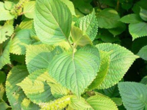 ��Щ��ҩ�ľ������ݹ�Ч ��ҽ���׵�5��ҩ��