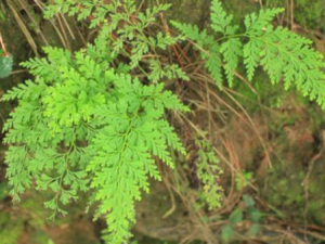 �ھ���ʲôҩ�ü�ֵ�� �ھ¿��������ȽⶾֹѪ