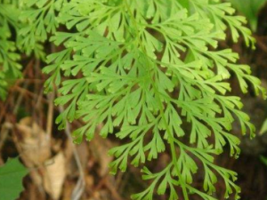 ��ҩӦ����ô���� ������ҩ������ʲô��