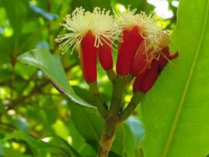 ĸ������ʲô���� ĸ�������Ҫ����