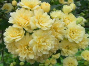 ľ����ʲô������ ��ľ����ʲô�ô�