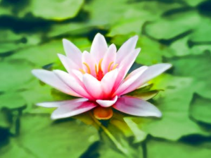 �������Կ�˥�� �����ܵ�������������