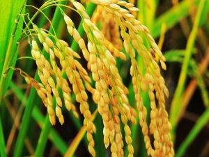 ����â�Ĺ�Ч���� ����â���Ʋ�������ɫ