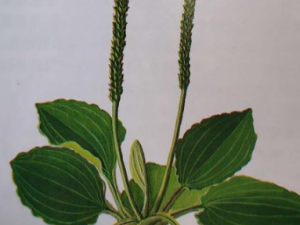 ����ʪ��֤����Щ���� ����ʪ��֤����ҽ�Ʒ�