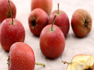 ɽ髲��ܺ�ʲôһ��� ɽ髵�ʳ�ý���