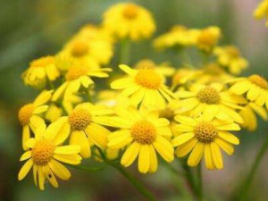 ҰջĹЧ ҰջԽⶾŶȥ