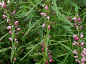 ĸȻкܶ๦Ч ҲһЩ㲻֪ĸ