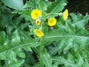 ���ϾյĹ�Ч������ ���Ͼ�����Щ������