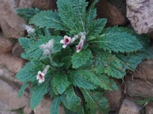 �ػ�����Щ��Ч������ �ػ�����Щ������