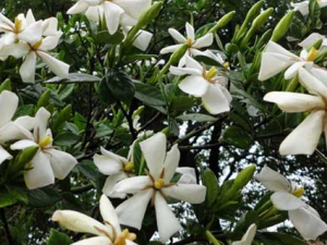 ���ӻ��Ĺ�Ч������ ���ӻ���ʳ�÷���