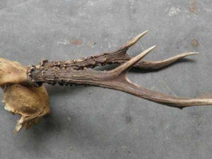 ¹�ǵĹ�Ч������ ¹�ǵ��÷������