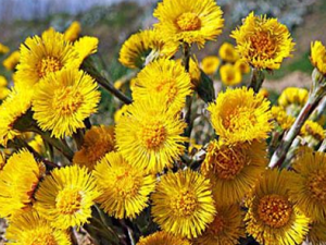 ����Ĺ�Ч������ ������÷�����