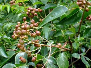 ���Q���Ĺ�Ч������ ��ҩ���Q����ҩ����ֹʹ����