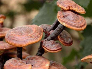 ΢֥�ݵĹ�Ч������ ΢֥�ݵ�ҩ�ü�ֵ