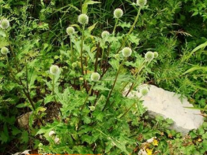 �޴�ͷ�յĹ�Ч������ ���ͷ�������ڻ�ŧֹѪ����ȥ��