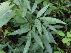 ������Ƥ�Ĺ�Ч������ ������Ƥ����ζ��龭