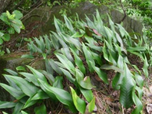 �в�ҩʯΤ�� �в�ҩʯΤ���Ĺ�������