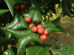 вҩ۹ǸĹЧ вҩ۹Ǹ÷