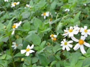 ҶݵĹЧ ҶݿȽⶾĿ