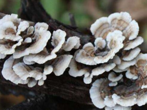 ʲô����֥ ��֥�Ĺ�Ч������