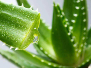 �����«������ ����«�����ݵ����湦Ч