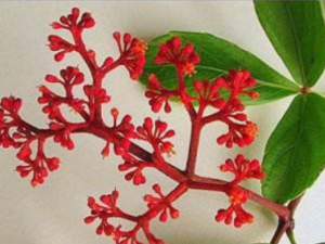 �����ڿ۵Ĺ�Ч������ �����ڿۿ��κ���Ӹ��