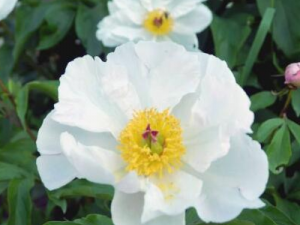 ɽ��ҩ�Ĺ�Ч������ ɽ��ҩ��ҩ�ü�ֵ