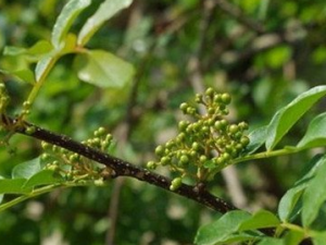 ����֦�Ĺ�Ч������ ����֦��������ֹʹ�Ĺ�Ч