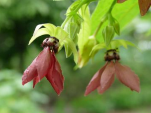 �������Ĺ�Ч���� ��������ͨ����Ѫ������