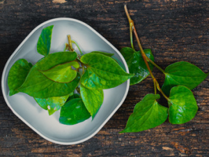 �Ƕݲݵ�ҩ�ü�ֵ �Ƕݲݿ����Ƚⶾɢ������