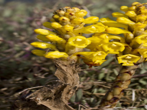 ܿĹЧ ʴܿɹ̾׳Ѫǿ