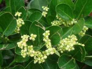 ҶҩùЧʹ÷ ҶƿڳԼк