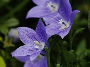 ��ҩ���۵Ĺ�Ч������ ��ҩ���ۿ�����������