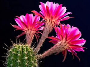 �����ƻ����ҩ�ü�ֵ ����������Ѫ�ļ�