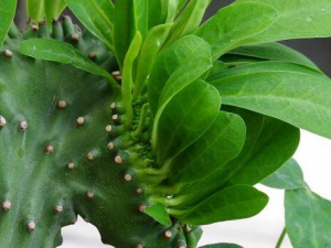 Ҷ�����ƵĹ�Ч������ Ҷ�������ܾ�������Ҳ�ܷ�����