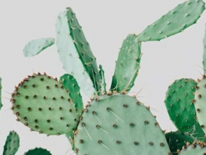 �������ѵĹ�Ч�������������ѵĸ�����