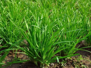 ɽ²˵ζ龭 ɽ²˵÷