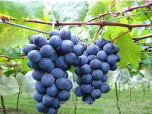 �＾���������ķ��� �＾����������ʲô����